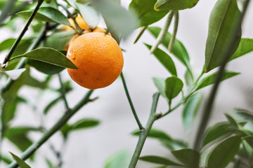 Ripe juicy sweet tangerines on a tree in a tangerine garden. Selective focus