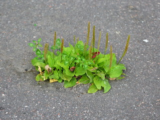Green plant sprouting through the pavement