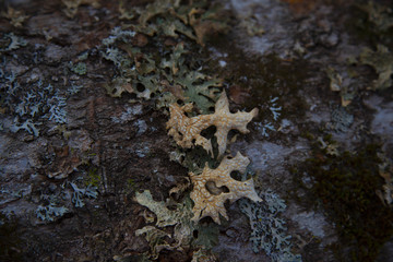 Dry leaves and moss on tree bark after winter