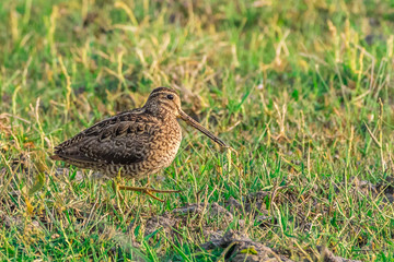 Common Snipe Bird!!