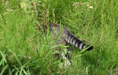 Grey striped cat tail in tall grass