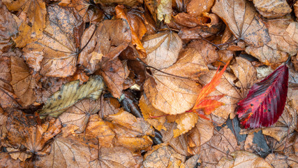 Close up colorful autumn leaf drop on ground for background and wallpaper , texture , copy space