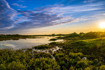 Humid area with green marsh plants behind the beach in golden sunset light