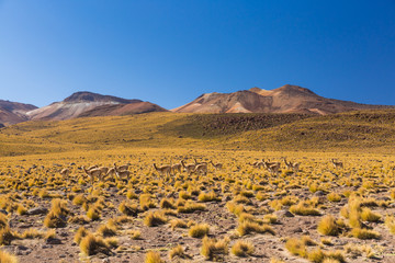 Altiplano in Chile Bolivia