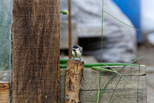 m&eacute;sange bleue