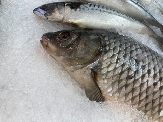 Close up of fresh raw fish in pieces of ice. Chilled fish lying on counter of supermarket with crushed transparent ice.