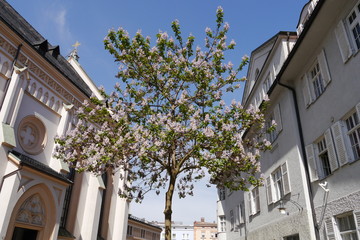 Blühender Blauglockenbaum vor St. Nikolaus Rosenheim Bayern