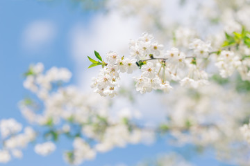 Branch of a blossoming tree in a blue sky. Spring blossom.