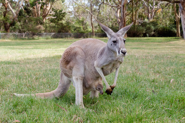 Naklejka na ściany i meble Kangaroo with baby in the pouch