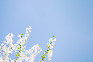 Branch of a blossoming tree in a blue sky. Spring blossom.