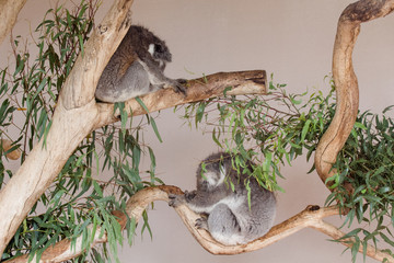 Two koala bears sleeping in an eucalyptus tree, Australia - Powered by Adobe