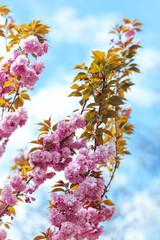 Amazing pink cherry blossoms on the Sakura tree in a blue sky.