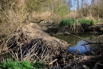 Beaver Dam on river , Beaver's Lodge