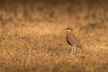 Indian Courser Bird