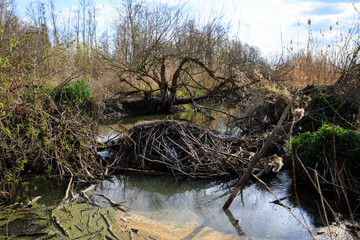 Beaver Dam on river , Beaver's Lodge