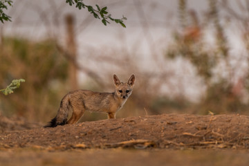 This image of Indian Fox is taken at Gujarat in India.