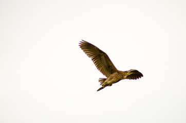 AVes