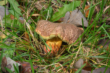 
Mushrooms in the autumn forest