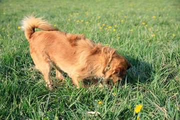 Fototapeta premium the dog is digging the ground , dog digs a hole in the meadow
