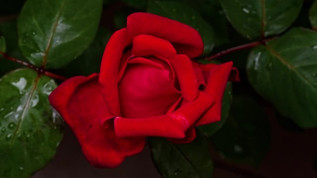 Time lapse footage of red rose growing blossom from bud to big flower on green leaves background, 4k movie, b roll shot.
