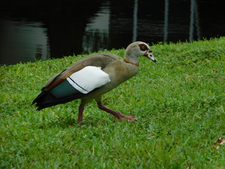 Special Duck, Duck, Handsome Duck, Bird Beautiful place, Bird