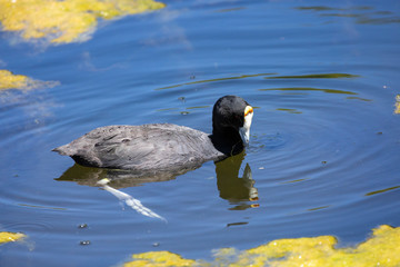 Non-breeding Red-knobbed Coot (Fulica cristata) foraging in the Leidam, Montagu, Western Cape, South Africa