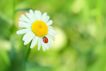 ladybug on Daisy flower macro. Green summer meadow background with chamomile and ladybug. purity...