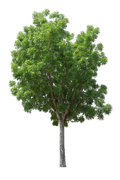 Mahogany tree isolated on white background for design usage purpose