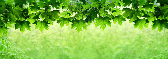 green maple leaves on nature background. summer or spring season scene. banner. copy space.