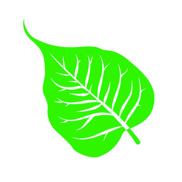 green bodhi leaf 