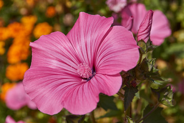 First day of autumn. Lavatera blooms in the garden (lat. Lavatera).