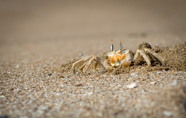 Ghost Crab Keeps Watch