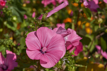 First day of autumn. Lavatera blooms in the garden (lat. Lavatera).