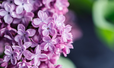 Lilac background. Purple lilac flowers spring blossom background