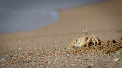 Ghost Crab Keeps Watch