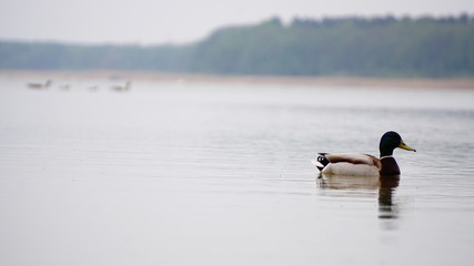 jezioro © Magorzata
