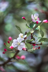 The blooming twig of Chinese apple tree. Beautiful white flowers and some saturated pink buds.