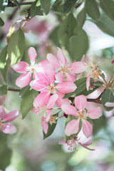 The blooming twig of Chinese apple tree. Beautiful light pink flowers. Soft watercolor colors.