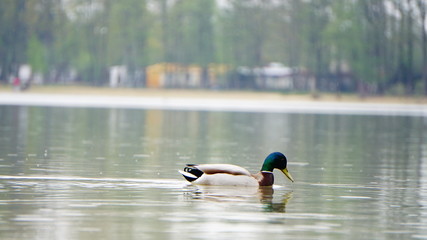 jezioro © Magorzata