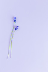 Two beautiful Muscari flowers on a pastel violet background.