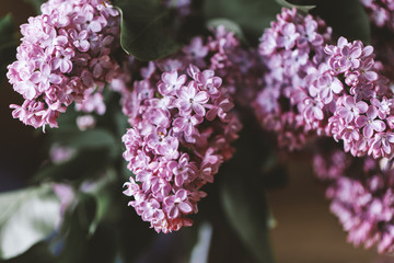 Lilac background. Purple lilac flowers spring blossom background