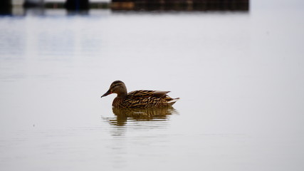 jezioro