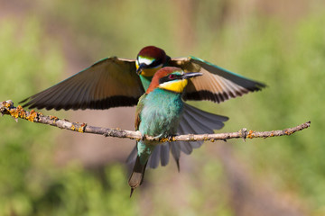 European Bee-eater, Merops apiaster. The male bird returns from the hunt, sits on a branch near his...