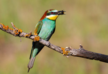 European Bee-eater, Merops apiaster. In the early morning, the bird caught a bumblebee and holds it in its beak, sitting on a beautiful branch