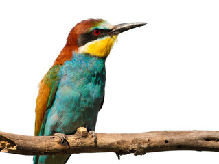 European Bee-eater, Merops apiaster. Sunny morning. The bird sits on a branch, close-up, isolated
