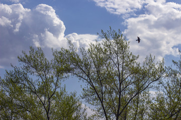 Spring weather.Trees,birds,houses,clouds and sky.Window view.