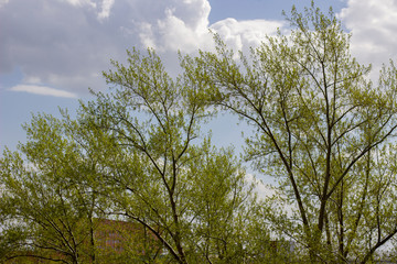 Spring weather.Trees,birds,houses,clouds and sky.Window view.