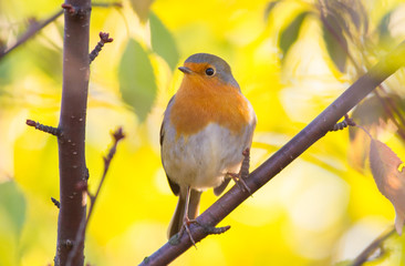 European Robin, Erithacus rubecula. Sunny autumn morning. The bird sits on a branch