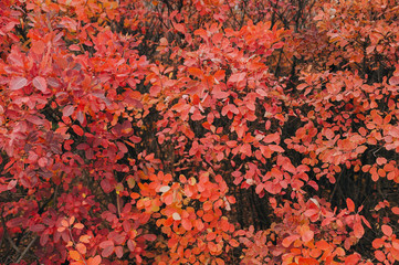 Red and orange autumn leaves of barberry. Background from branches of a bush close-up. Natural texture with copy space.