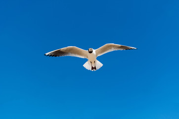 Fototapeta na wymiar white gulls soar in the blue summer sky